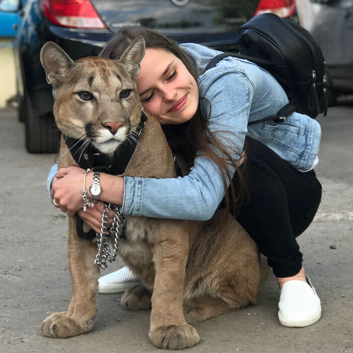 inspiringlife.pt - Puma resgatado do zoológico vive como um gato doméstico mimado