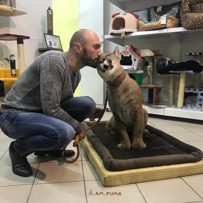 inspiringlife.pt - Puma resgatado do zoológico vive como um gato doméstico mimado