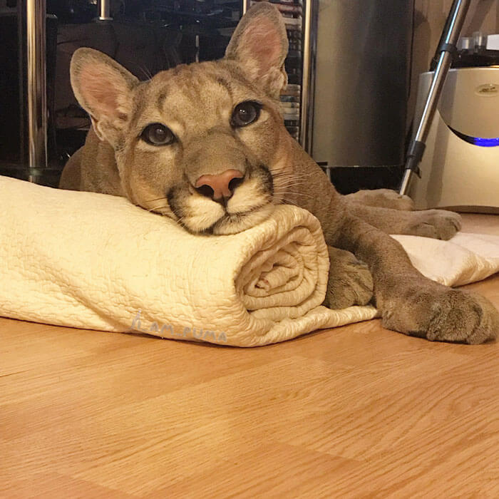 inspiringlife.pt - Puma resgatado do zoológico vive como um gato doméstico mimado