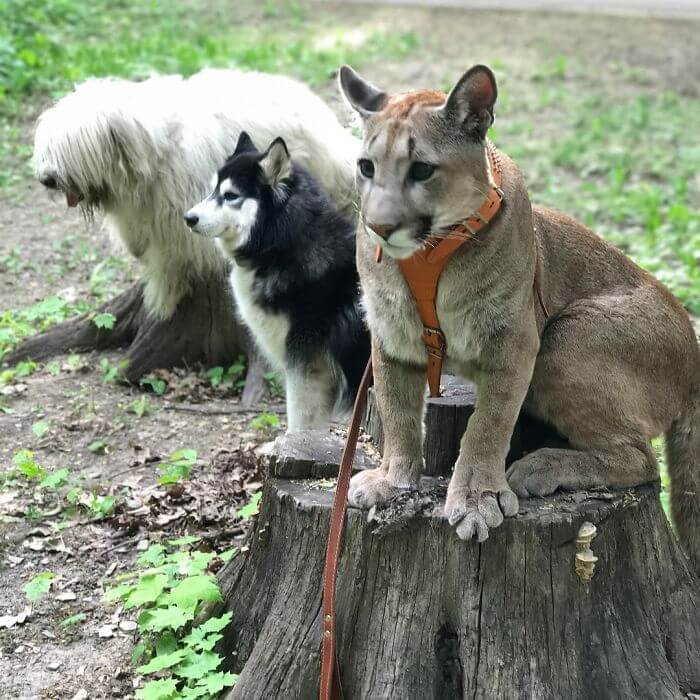 inspiringlife.pt - Puma resgatado do zoológico vive como um gato doméstico mimado