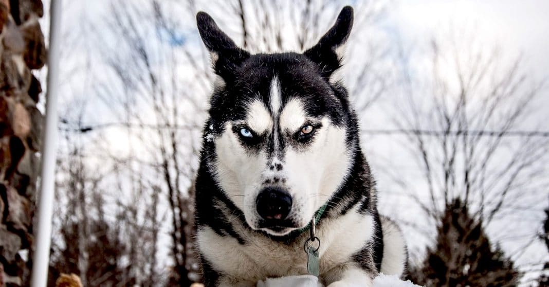 O cachorros não gostam de quem não gosta dos seus donos