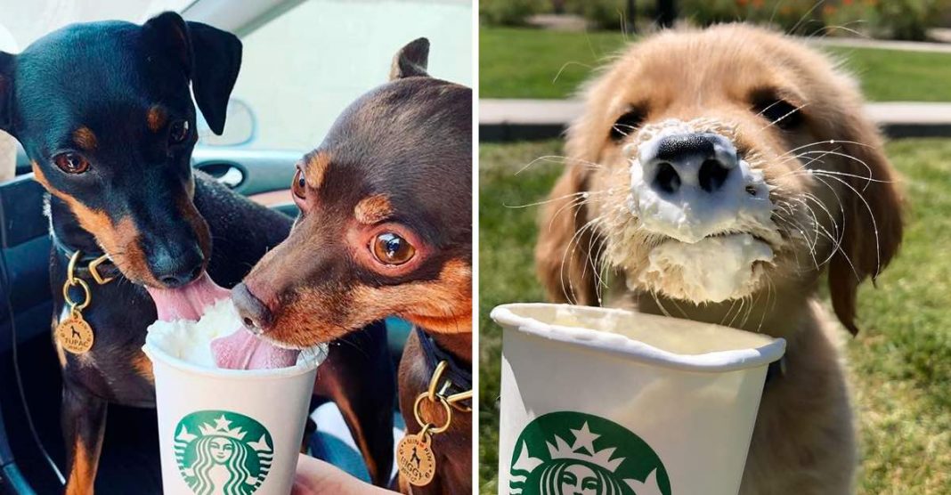 A Starbucks lança novas bebidas gratuitas para cães