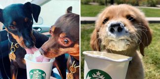 A Starbucks lança novas bebidas gratuitas para cães
