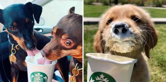 A Starbucks lança novas bebidas gratuitas para cães