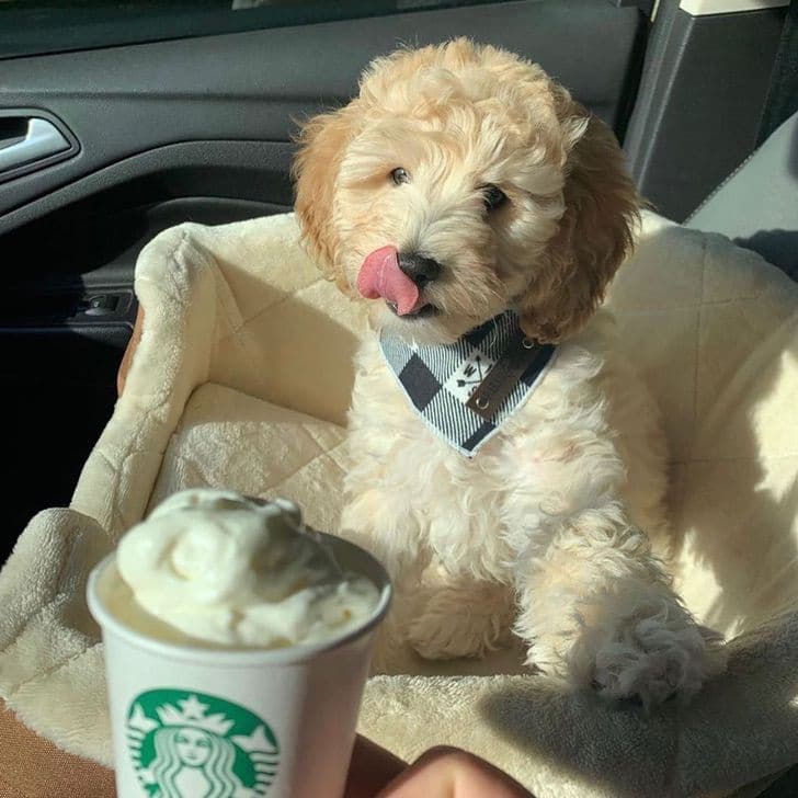 inspiringlife.pt - A Starbucks lança novas bebidas gratuitas para cães