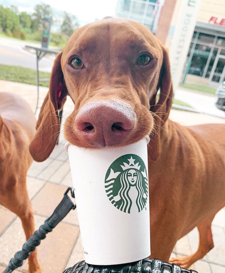 inspiringlife.pt - A Starbucks lança novas bebidas gratuitas para cães