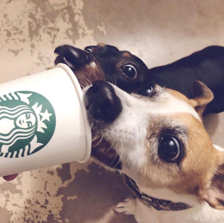 inspiringlife.pt - A Starbucks lança novas bebidas gratuitas para cães