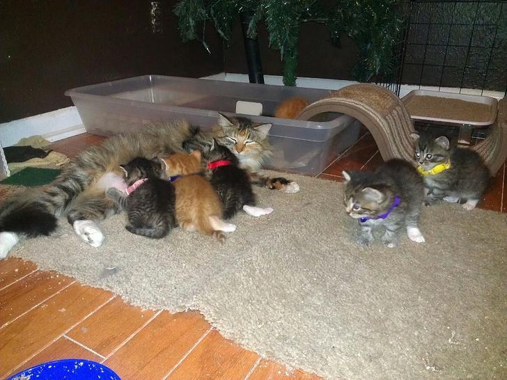 inspiringlife.pt - Cachorro adopta 7 gatos bebés e cuida deles como se fossem filhotes dele