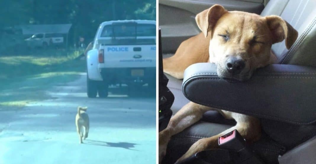 Cachorro seguiu polícias até que os convenceu a trabalhar com eles