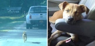 Cachorro seguiu polícias até que os convenceu a trabalhar com eles