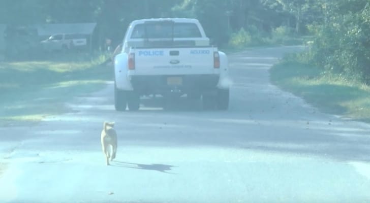 inspiringlife.pt - Cachorro seguiu polícias até que os convenceu a trabalhar com eles