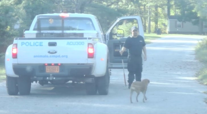 inspiringlife.pt - Cachorro seguiu polícias até que os convenceu a trabalhar com eles