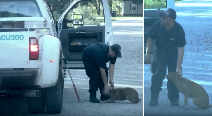 inspiringlife.pt - Cachorro seguiu polícias até que os convenceu a trabalhar com eles