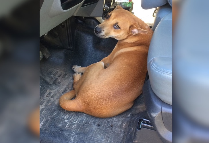 inspiringlife.pt - Cachorro seguiu polícias até que os convenceu a trabalhar com eles