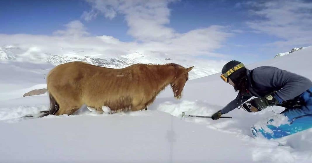 Ele estava a praticar snowboard quando encontrou um cavalo em apuros