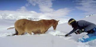 Ele estava a praticar snowboard quando encontrou um cavalo em apuros