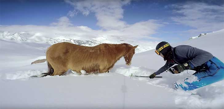 inspiringlife.pt - Ele estava a praticar snowboard quando encontrou um cavalo em apuros