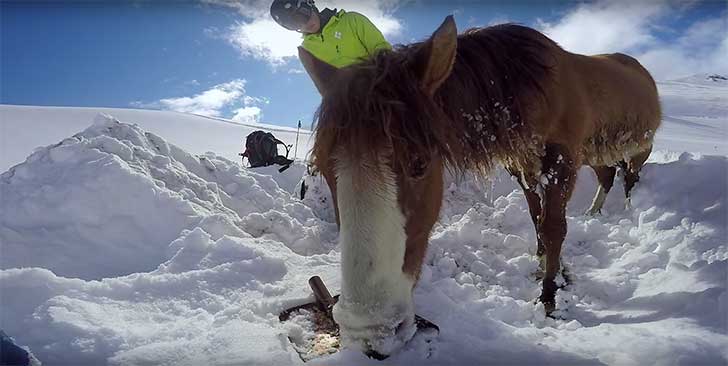 inspiringlife.pt - Ele estava a praticar snowboard quando encontrou um cavalo em apuros