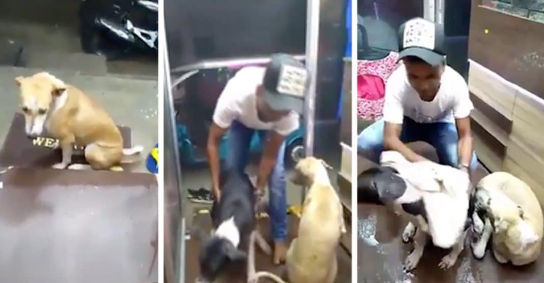 Ele viu dois cachorros a chuva e deixou-os entrar na sua loja e secou-os com uma toalha