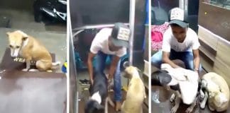 Ele viu dois cachorros a chuva e deixou-os entrar na sua loja e secou-os com uma toalha