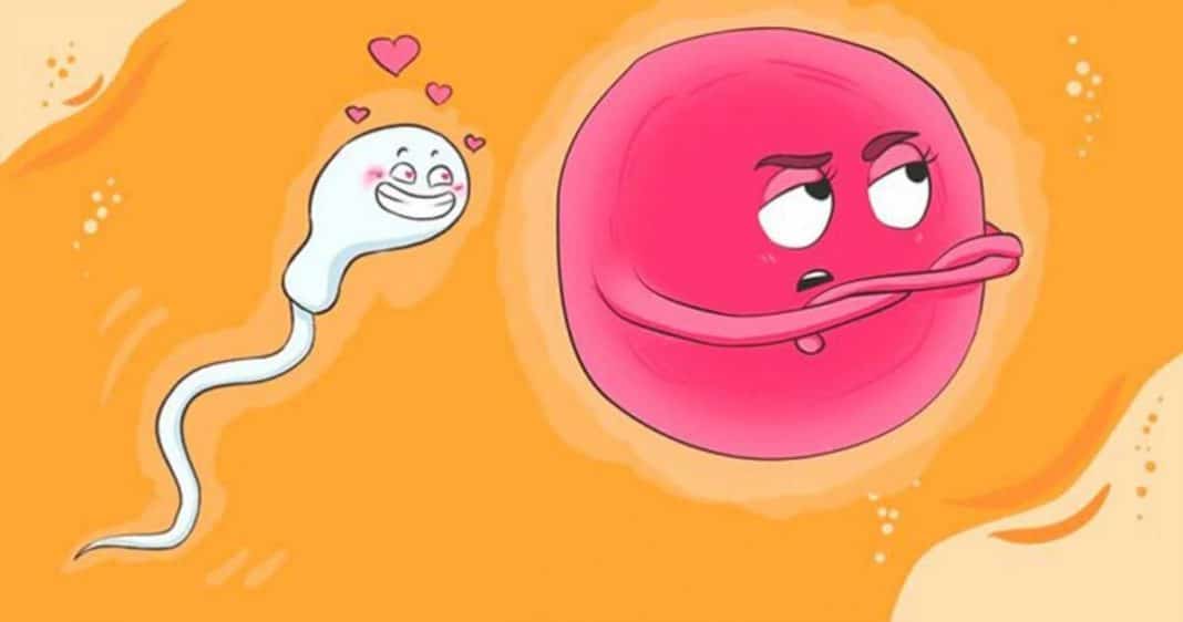 Você sabia que o óvulo escolhe o espermatozóide?