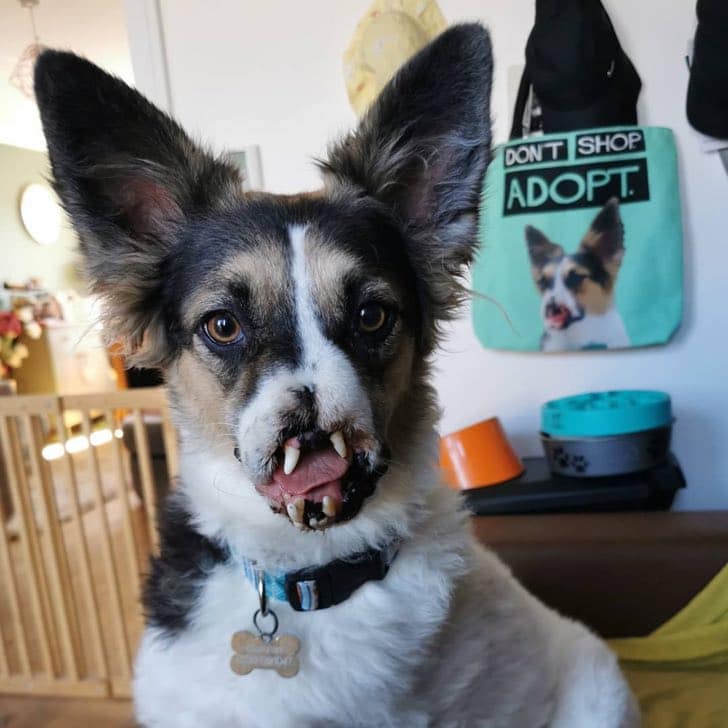 inspiringlife.pt - Cachorra andava perdido nas ruas e ninguém queria adotá-la porque não tem focinho