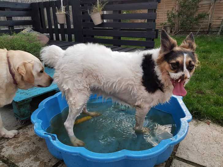 inspiringlife.pt - Cachorra andava perdido nas ruas e ninguém queria adotá-la porque não tem focinho