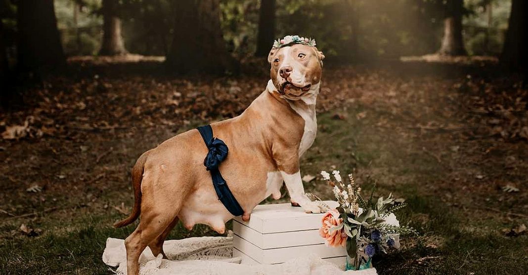 Cadela Pitbull foi resgatada e agora está a fotografar a sua maternidade