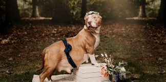 Cadela Pitbull foi resgatada e agora está a fotografar a sua maternidade