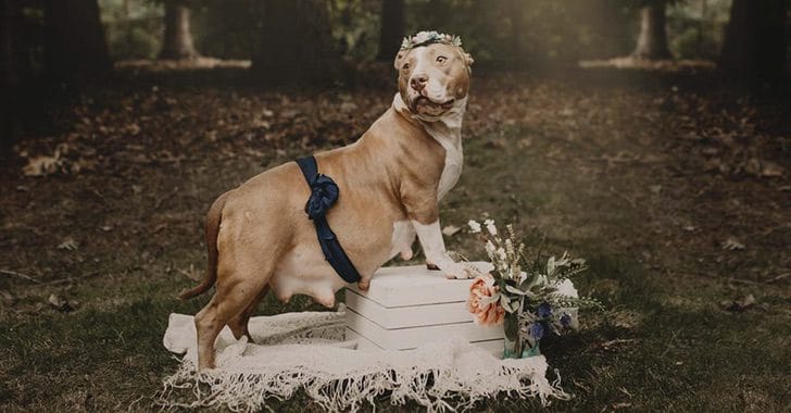 inspiringlife.pt - Cadela Pitbull foi resgatada e agora está a fotografar a sua maternidade