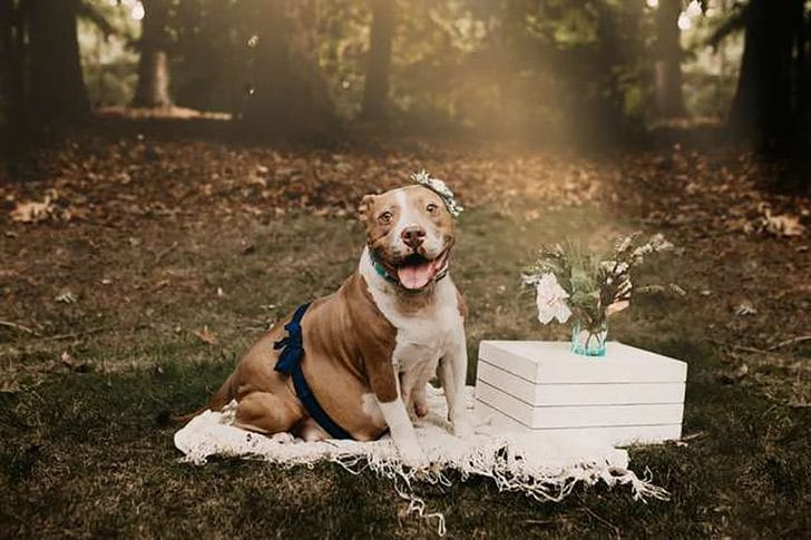 inspiringlife.pt - Cadela Pitbull foi resgatada e agora está a fotografar a sua maternidade