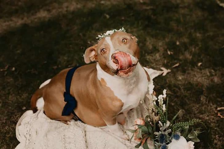 inspiringlife.pt - Cadela Pitbull foi resgatada e agora está a fotografar a sua maternidade