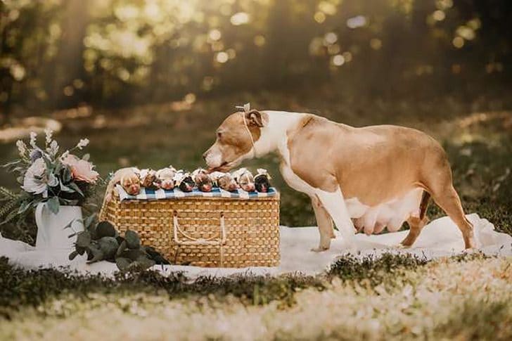 inspiringlife.pt - Cadela Pitbull foi resgatada e agora está a fotografar a sua maternidade