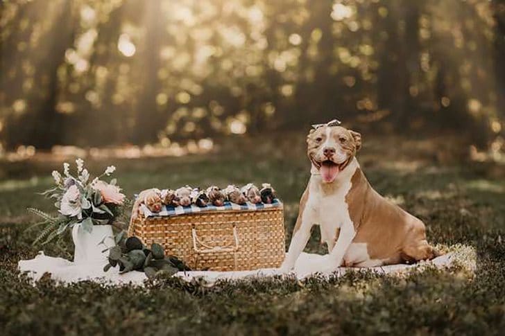 inspiringlife.pt - Cadela Pitbull foi resgatada e agora está a fotografar a sua maternidade