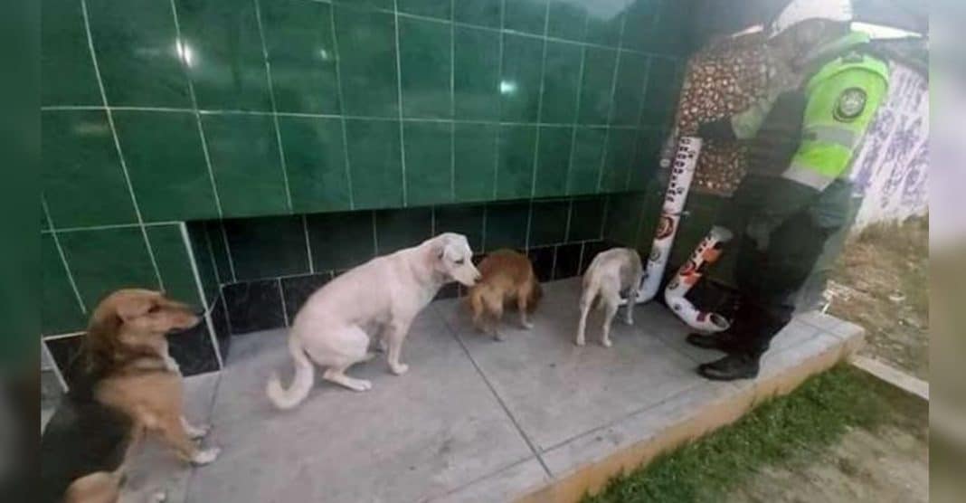 Cães de rua não passam fome no Perú graças a dispensores de comida