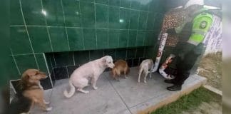 Cães de rua não passam fome no Perú graças a dispensores de comida