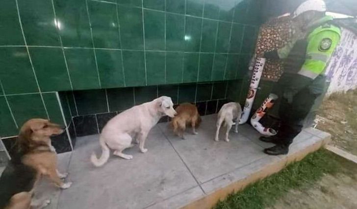 inspiringlife.pt - Cães de rua não passam fome no Perú graças a dispensores de comida