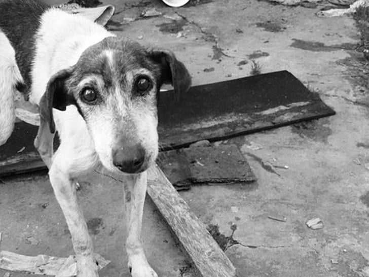 inspiringlife.pt - Cães de rua não passam fome no Perú graças a dispensores de comida