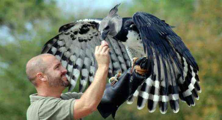 inspiringlife.pt - Esta águia é tão grande que todos pensam que é uma pessoa disfarçada