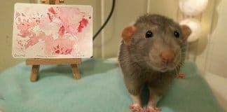 Estudante de arte treinou o seu hamster a pintar com as patas