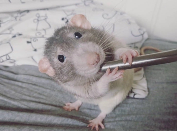 inspiringlife.pt - Estudante de arte treinou o seu hamster a pintar com as patas