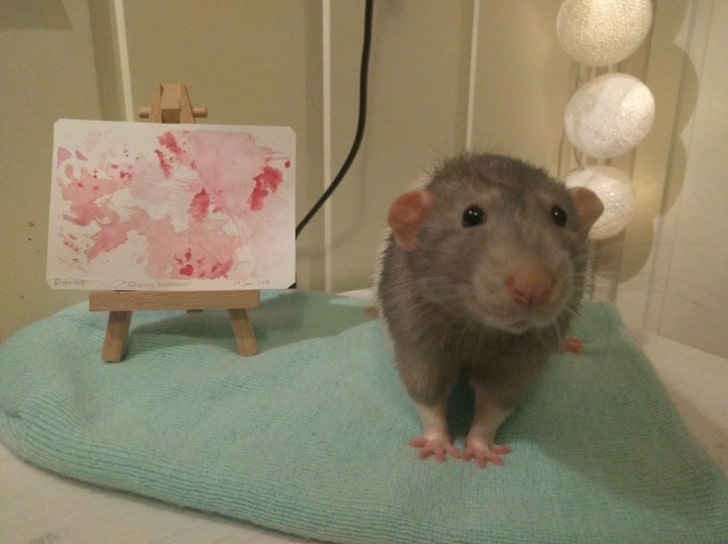 inspiringlife.pt - Estudante de arte treinou o seu hamster a pintar com as patas