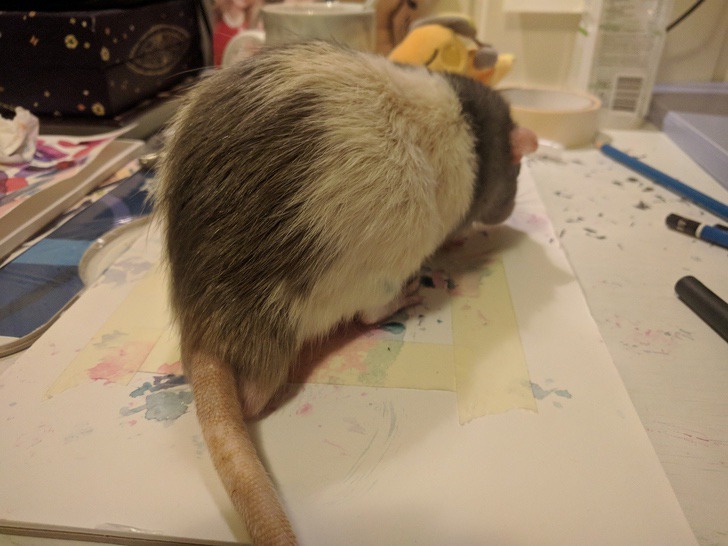 inspiringlife.pt - Estudante de arte treinou o seu hamster a pintar com as patas