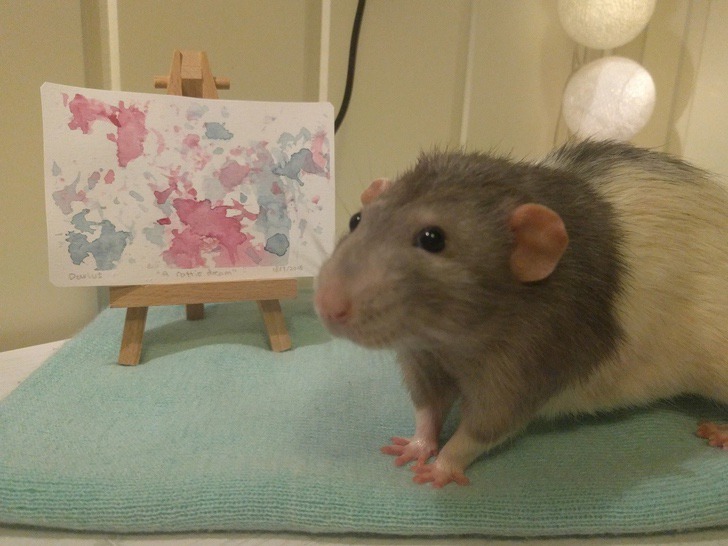 inspiringlife.pt - Estudante de arte treinou o seu hamster a pintar com as patas