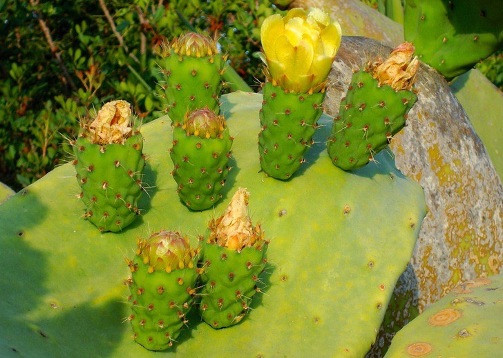 inspiringlife.pt - Jovens mexicanos criaram pele sintética feita de cacto, adeus ao uso de couro de animais