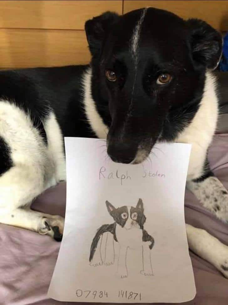 inspiringlife.pt - Menino espalhou desenhos do seu cão pelo bairro e 2 semanas depois estava de volta