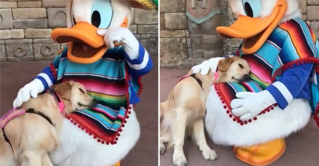 O momento adorável em que uma Golden Retriever conhece o Pato Donald