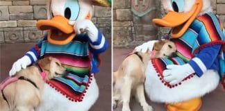 O momento adorável em que uma Golden Retriever conhece o Pato Donald