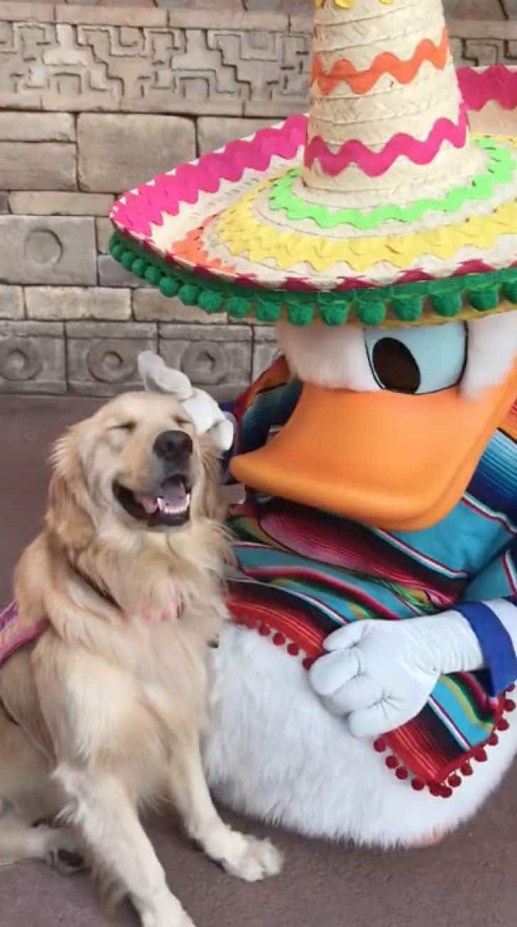 inspiringlife.pt - O momento adorável em que uma Golden Retriever conhece o Pato Donald