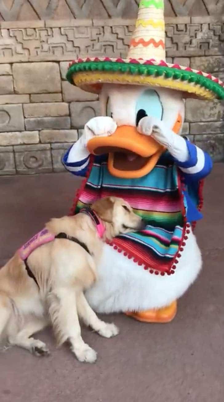 inspiringlife.pt - O momento adorável em que uma Golden Retriever conhece o Pato Donald